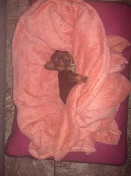 Chokito, Pinscher (Alemán)