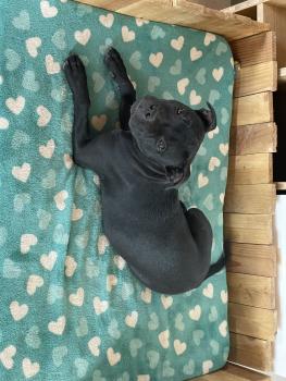 Shadow, Staffordshire Bull Terrier