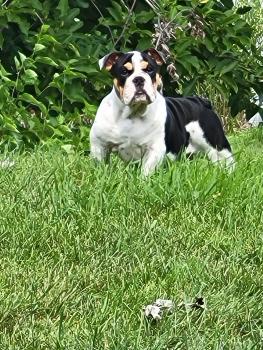 DuVessa, Bulldog