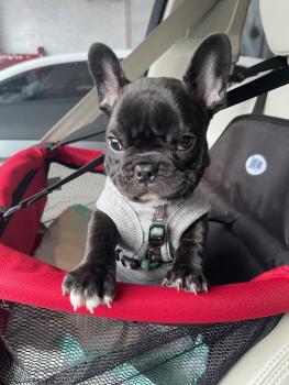 Yuffie, Bouledogue francese