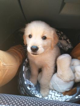 Harvin, Golden Retriever