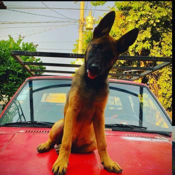 Jaco, Pastor Belga Malinois