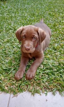 Mag, Labrador Retriever
