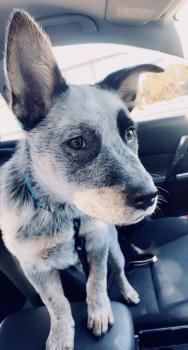 Rocky, Perro australiano del ganado