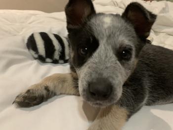 Mindi, Perro australiano del ganado