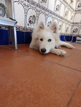 Fantasma, Samoyedo