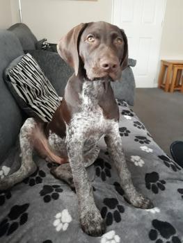 Harvey, Braco Alemán De Pelo Corto