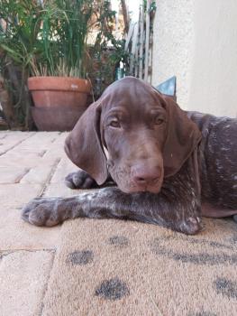 Sam, Braco Alemán De Pelo Corto
