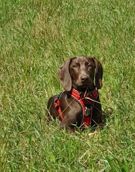 Alma, Weimaraner