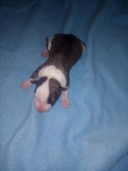 Willow, Bull Terrier