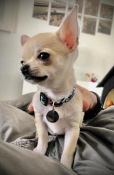 She-Ra, Chihuahua