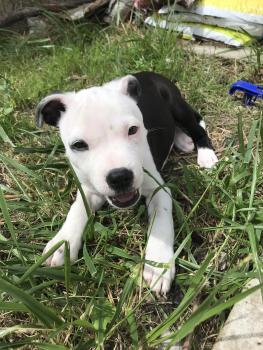 Simba, Staffordshire Bull Terrier