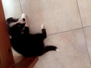 Luna, Border Collie
