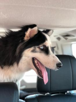 Thor, Siberian Husky
