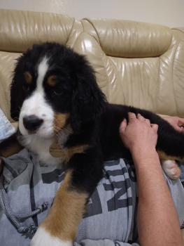 Saïko, Boyero De Berna