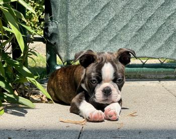 Sharko, Boston Terrier