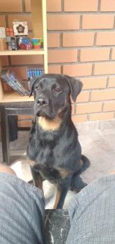 Katara, Rottweiler