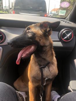 Sanji, Pastor Belga Malinois