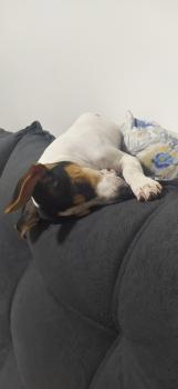 Tito, Parson Jack Russell Terrier (De Pelaje Corto - Suave)