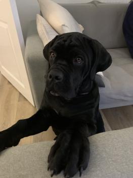 Gus, Cane Corso