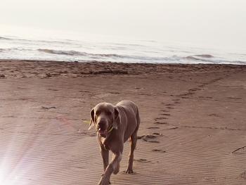 Jagger, Braco De Weimar (De Pelo Corto - Suave)