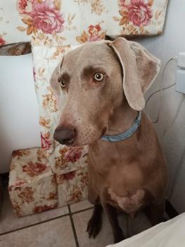 Hanna, Braco De Weimar (De Pelo Corto - Suave)