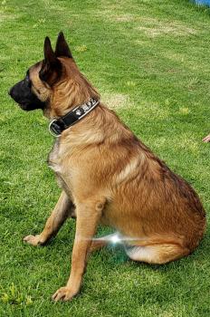 Miztli, Pastor Belga Malinois