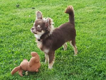 Rosie, Chihuahua langhaariger Schlag