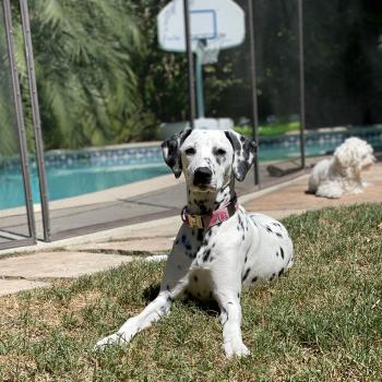 Lucy, Dálmata