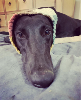 Daisy, Greyhound