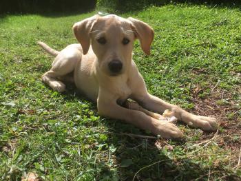 Sydney, Labrador