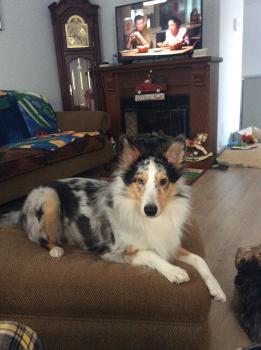 Maggy, Pastor De Shetland