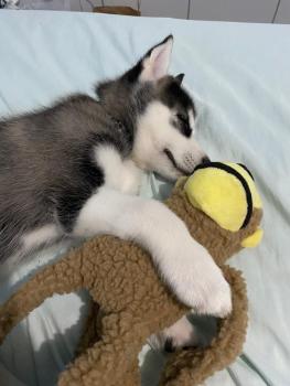 Zeus, Siberian Husky