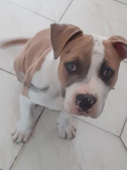 Terra, American staffordshire terrier