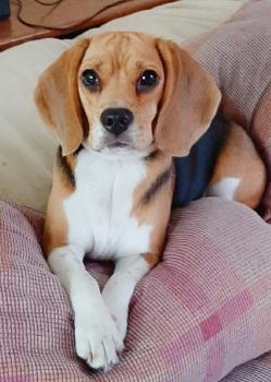 Khalessi, Beagle