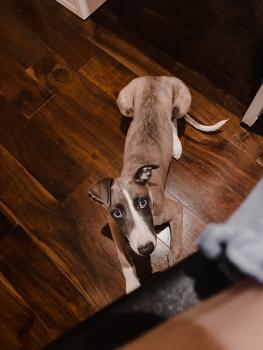 Bodhi, Whippet