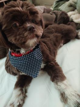 Tobias, Shih Tzu