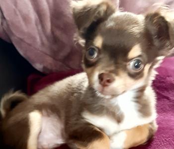 SPARROW, Chihuahua