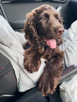 Flynn, Cocker Spaniel