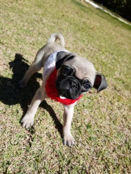 Luke, Carlino