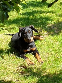 SCANDOLA, Beauceron