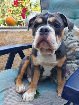 Fiona, Bulldog
