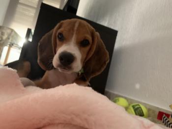 ONA, Beagle