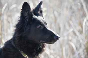 Zazu, Cane da pastore belga