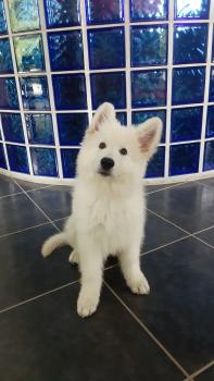 Silver, Berger Blanc Suisse