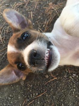 Davida, Parson Jack Russell Terrier (De Pelaje Corto - Suave)