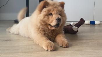 Greta, Chow Chow