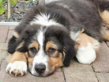 Sirius, Berger Australien