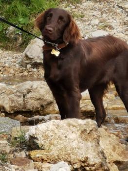 Layla, Flat-Coated Retriever
