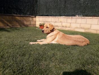 D, Labrador Retriever
